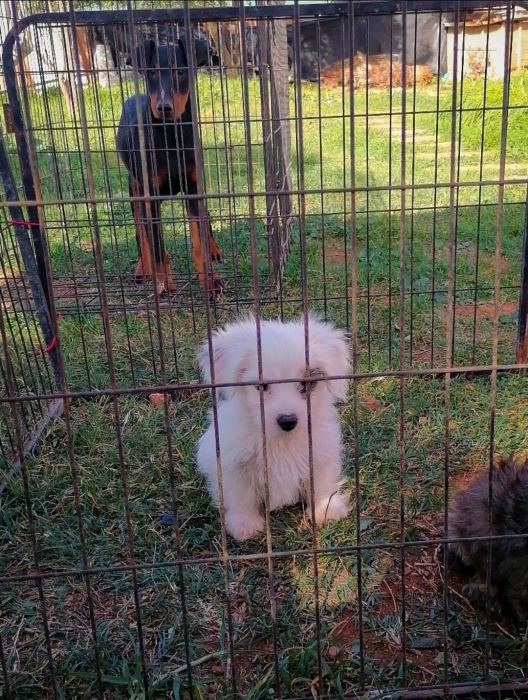 Bichon Havanais 🎊