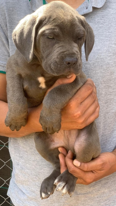Cane Corso 🇮🇹