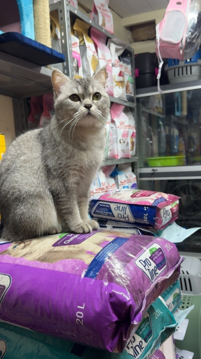 Femelle scotish silver