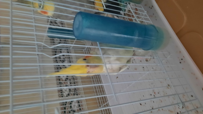 Calopsitte mâle +  femelle