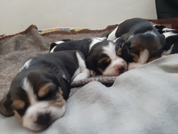 Beagle tricolores pure race