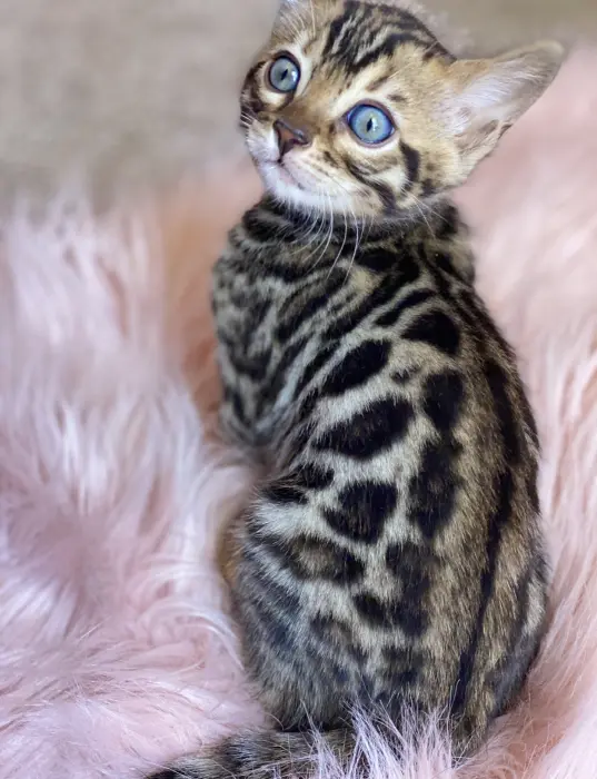 Chaton mâle Bengal avec pedigree