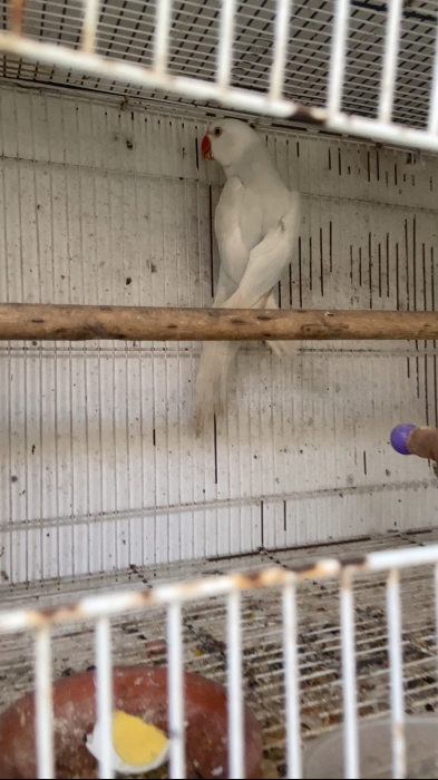 PERRUCHE A COLLIER CLEARTAIL-PALLID