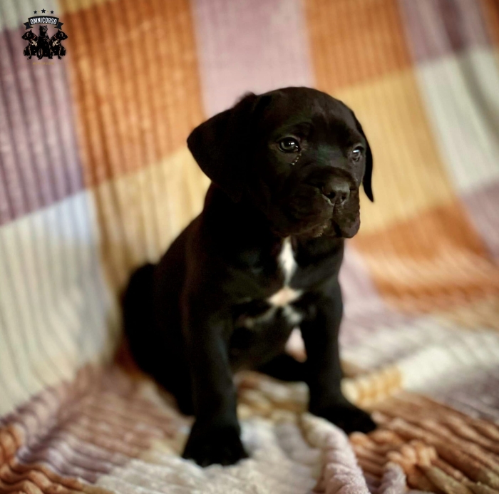 Chiot Cane corso top qualité