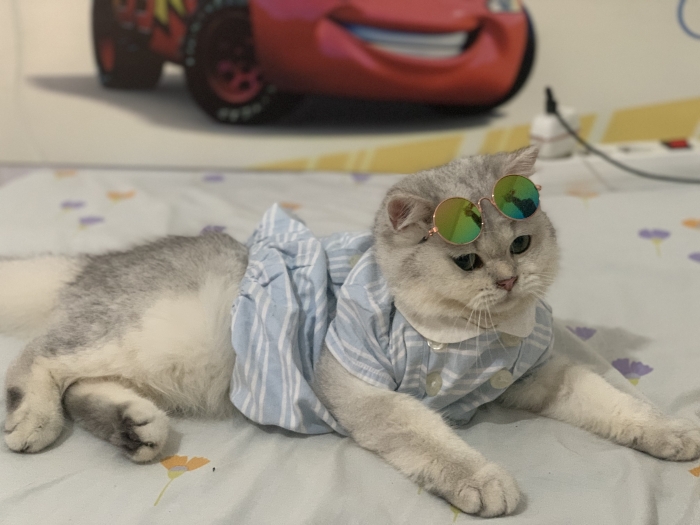 Chat British pure pour accouplement