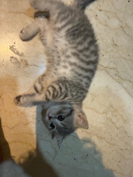 British shorthair femelle