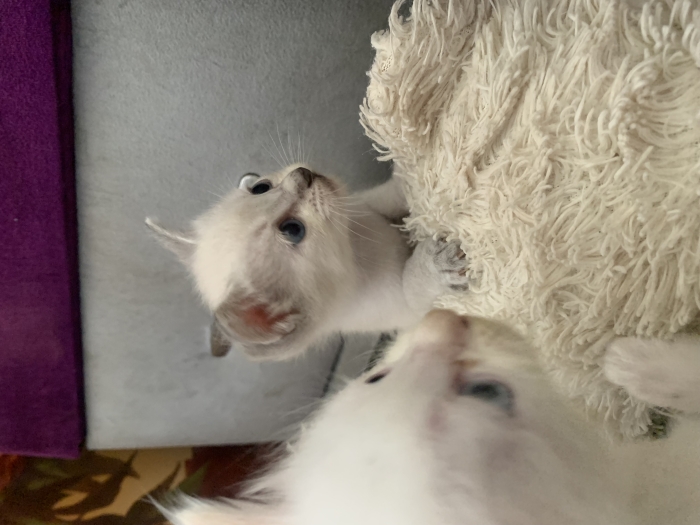 Chats siamois tigrés