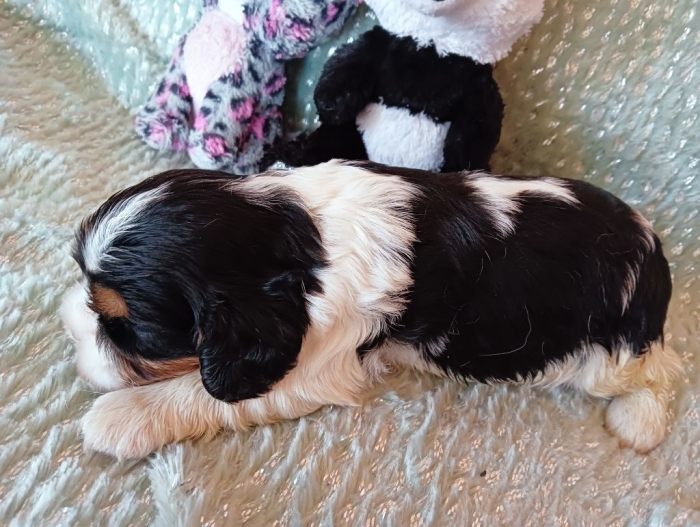 Cavalier king charles