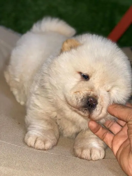 Chowchow