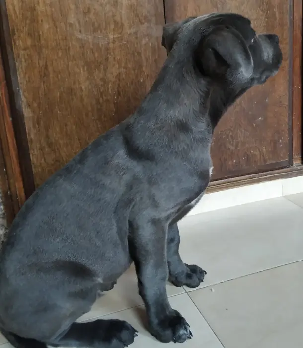 Chiot cane corso