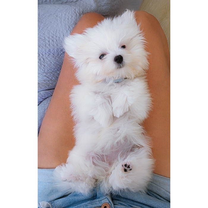 Mini Maltais avec tout documents