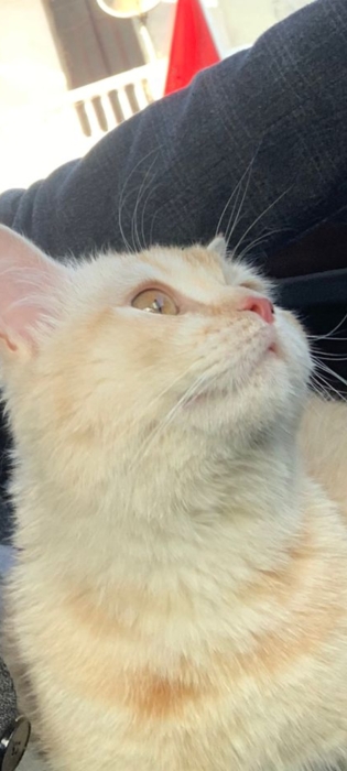 Chaton british shorthair