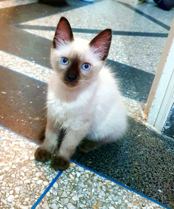 Chaton femelle siamois