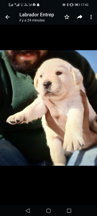 Labrador