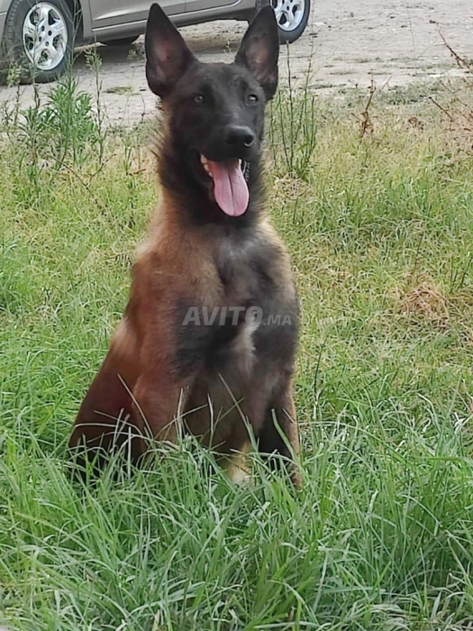 pure race malinois