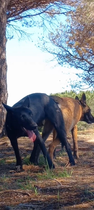 Chiot  mâle malinois 45 jours