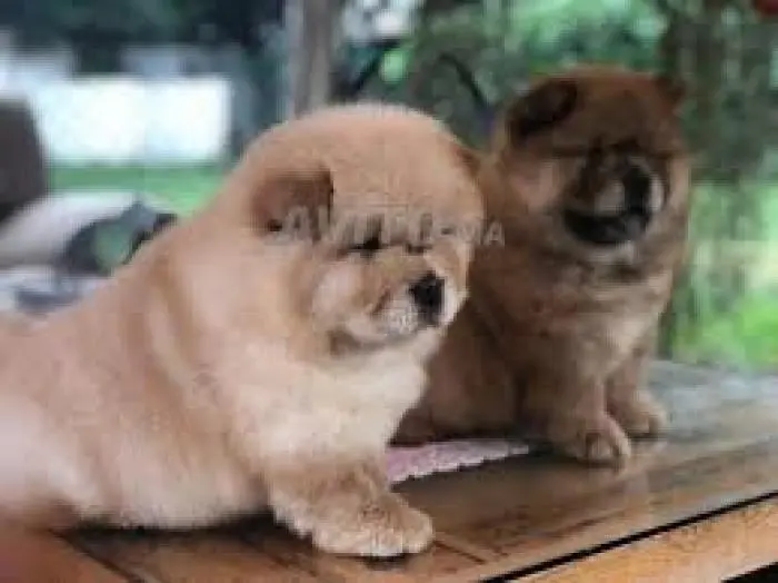 Chow-chow