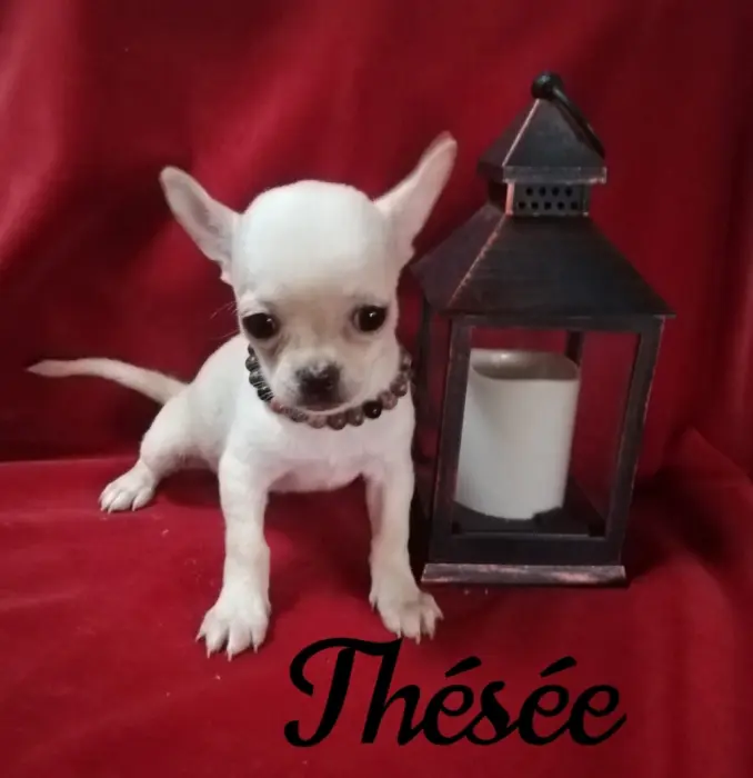 Bébé Chihuahua mâle pedigree francais