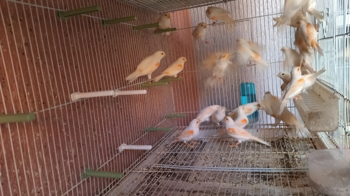 Canaris mosaïque rouge