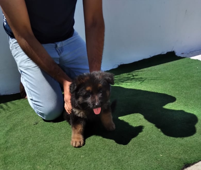 Berge allemand poil long pedigree