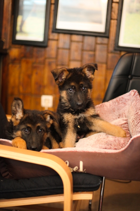 chiots berger allemad pedigree