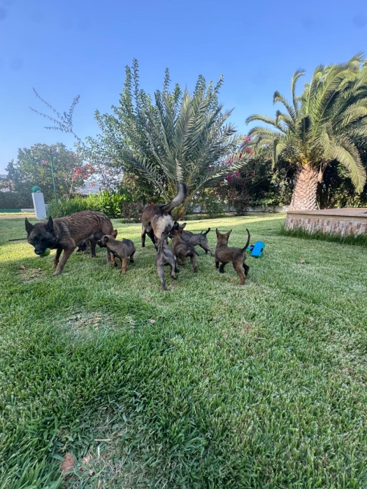 Malinois a vendre