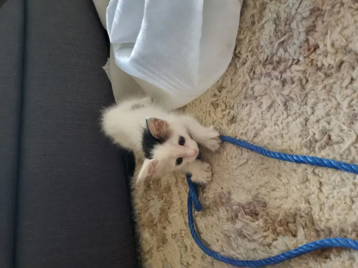 Chaton de 7 semaines pour adopter