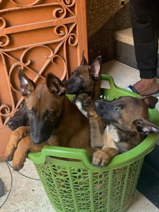 chiots malinois