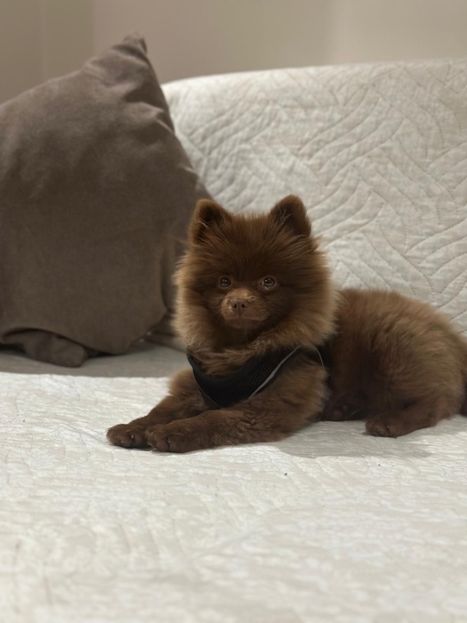 Pomeranian Male