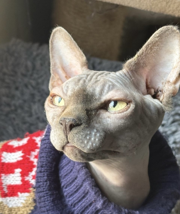 Chat sphynx