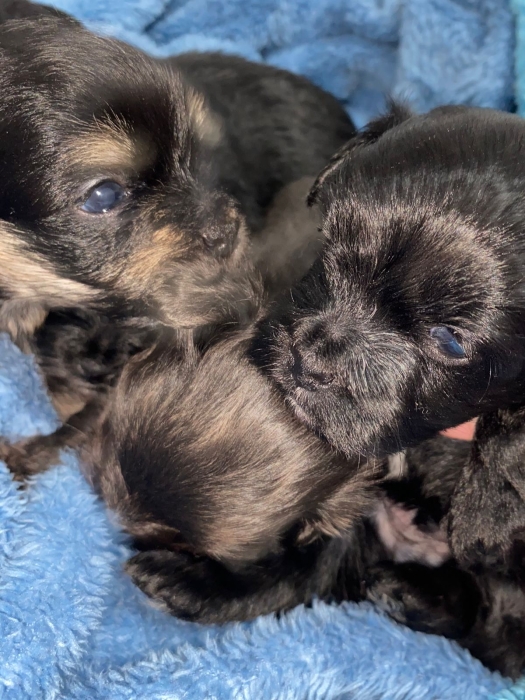 Caniche Bichon Maltais