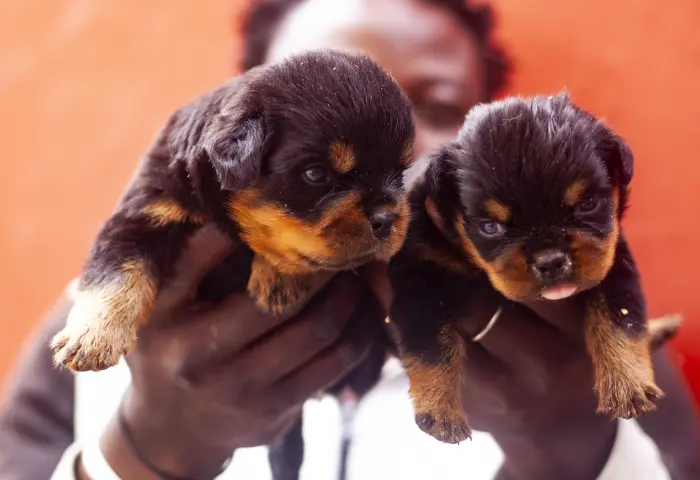 chiots rottweilers pedigree