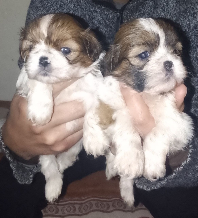 Disponibles magnifiques chiots shih-tzu