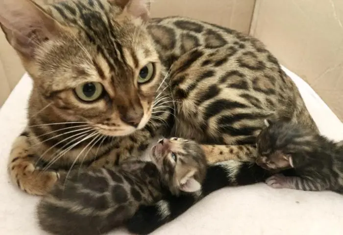 Chatons Bengal avec pedigree