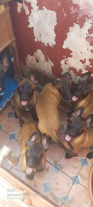 Chiots malinois