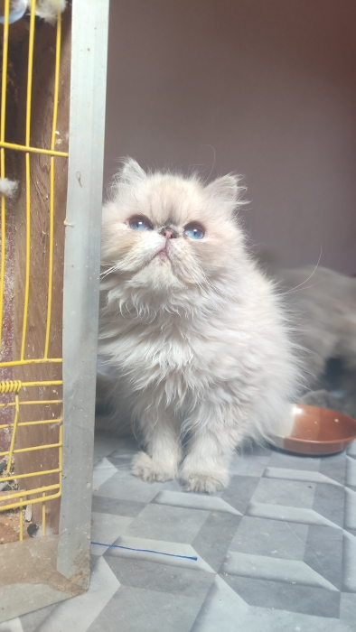 Femelle persan himalayenne