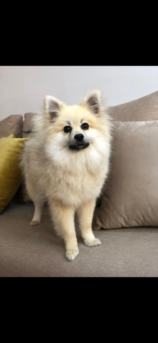 Spitz Kante à vendre