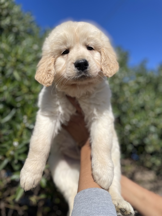 Très Belle chiot Golden Retriever