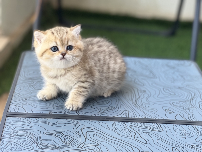Black golden spotted tabby