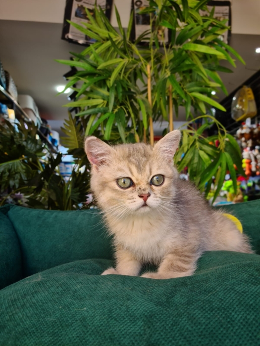 British Shorthair blue golden ay11