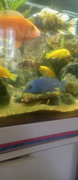 Rabat ciclidé africain