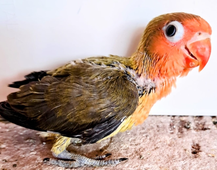 Vente Inseparables dressage