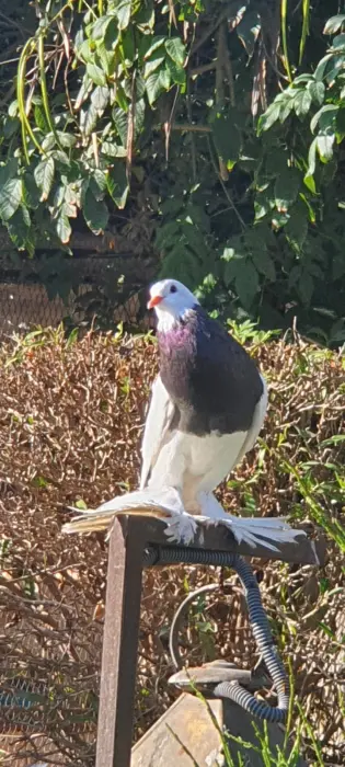 Pigeon très Bonne Race