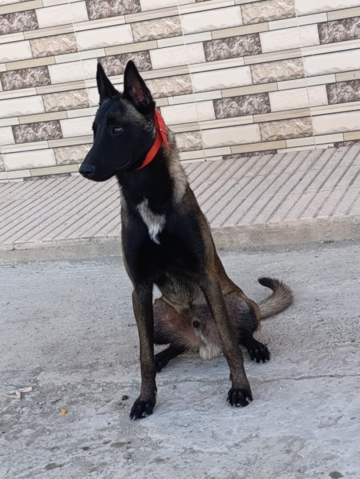 Malinois Charbonne