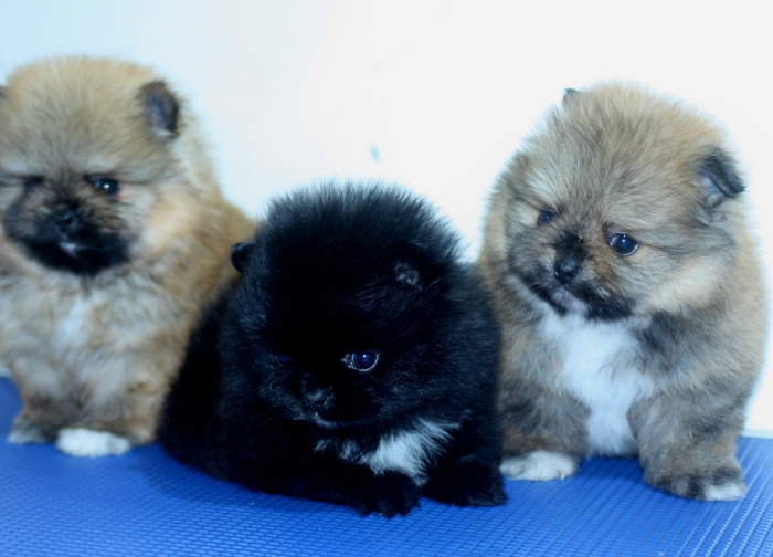 Spitz nain pomeranian