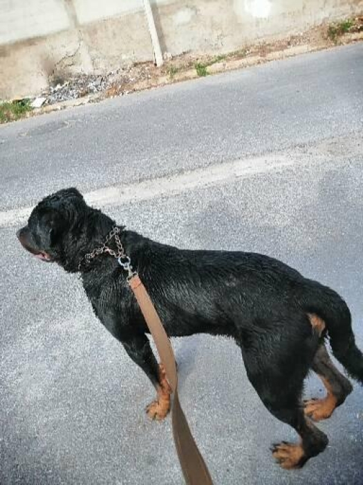 Rottweiler de 12 mois