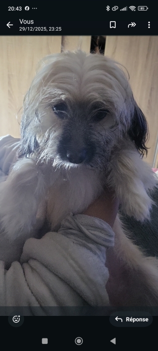 Chienne pour adoption