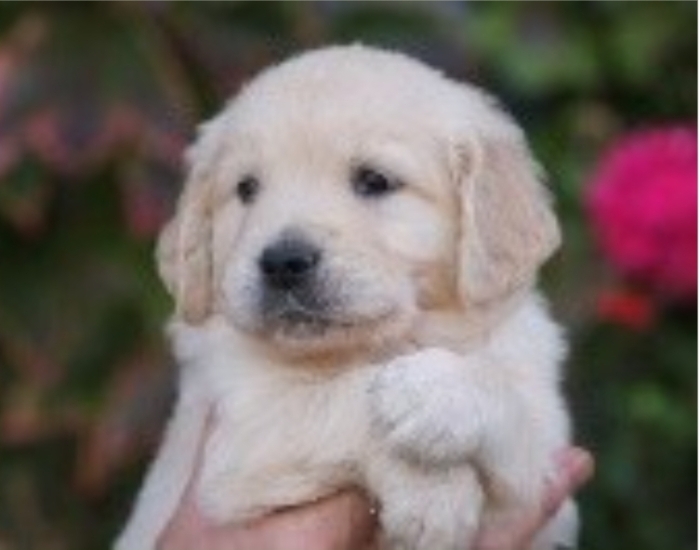 Golden retriever