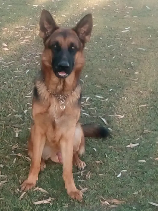 Berger allemand cassé