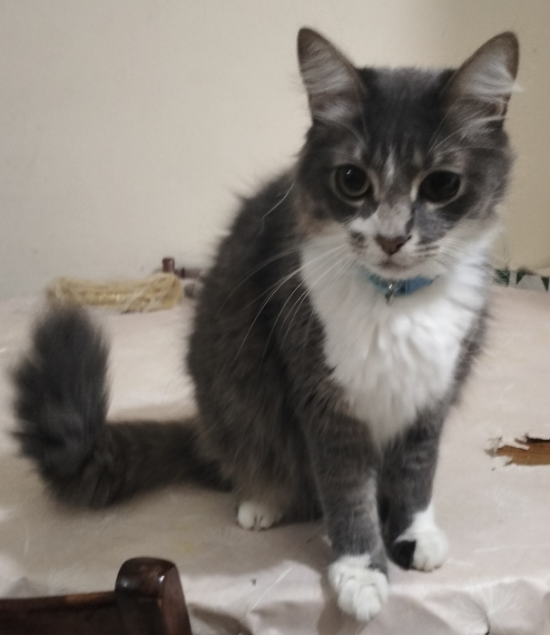 Chat castré a adopté